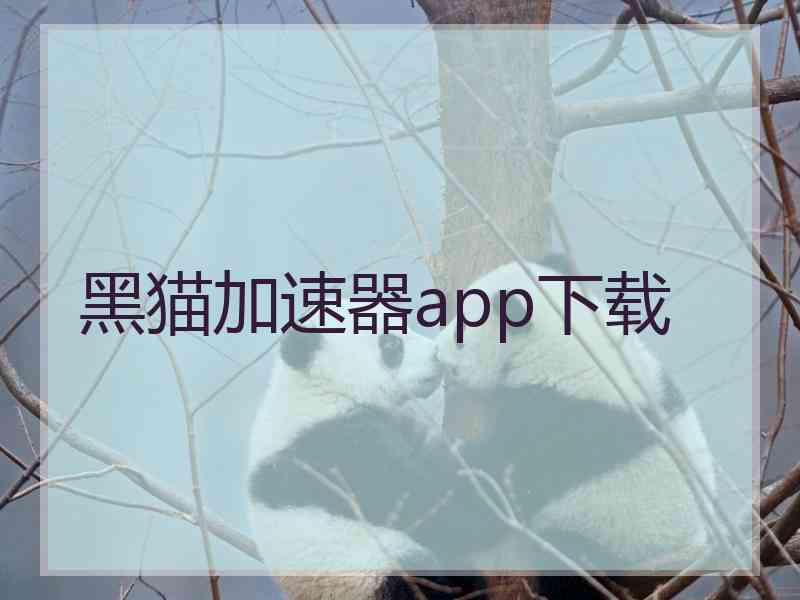 黑猫加速器app下载