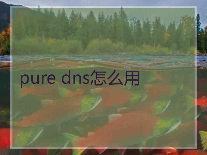 pure dns怎么用