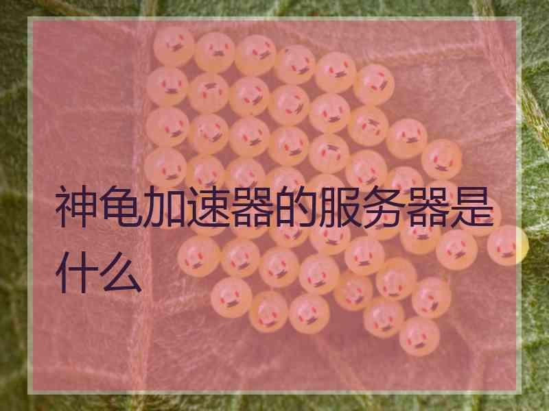 神龟加速器的服务器是什么